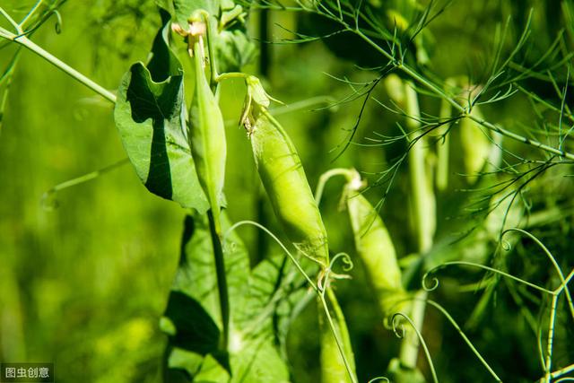 秋天种植豌豆尖正合适，学会这5个栽培技巧，一个月就能收获