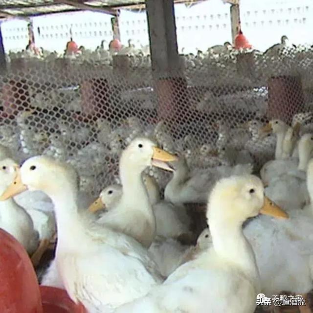 现代化肉鸭养殖大棚