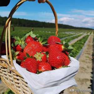 草莓种植视频技术(草莓种植技术指导)