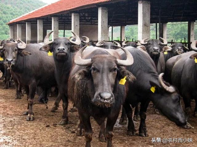 水牛养殖 水牛的养殖技术