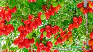 盆栽西红柿种植技术视频(番茄高产种植，省时省力省成本，全程施肥管理方案详细讲解)