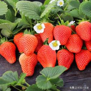 草莓大棚种植技术及日常管理(冬季温室大棚草莓怎样种植管理才能更优质高产？重点抓好8个方面)
