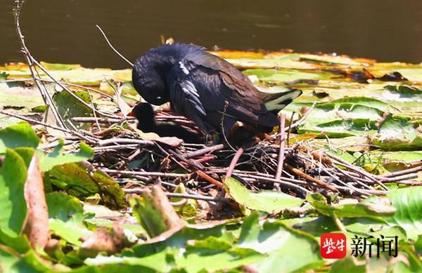 “黑水鸡” 在南京东郊风景区燕雀湖育雏