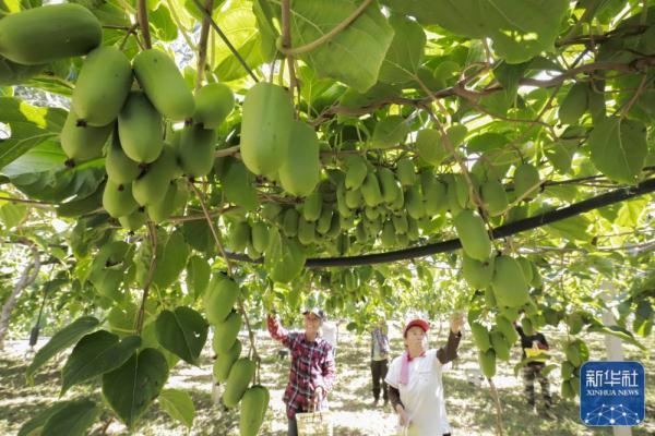 河北迁西：发展软枣猕猴桃种植助农增收