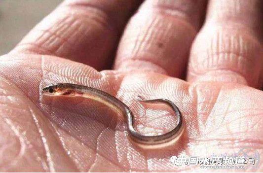 日本种鳗人工繁殖研究多年，其商业之路还有多远？