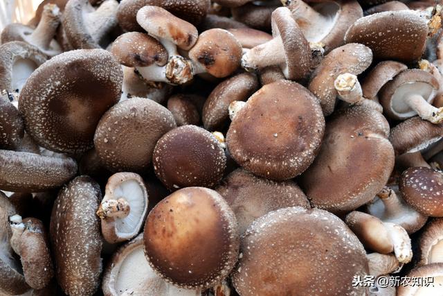 种植香菇前要做什么准备呢？如何种植出优质香菇？这里有你想要的