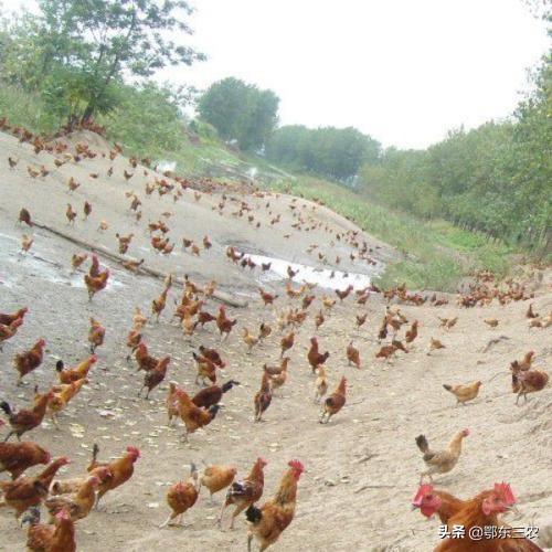 农村养土鸡周期长，成本高，养殖难，究竟能卖多少钱一斤合适？