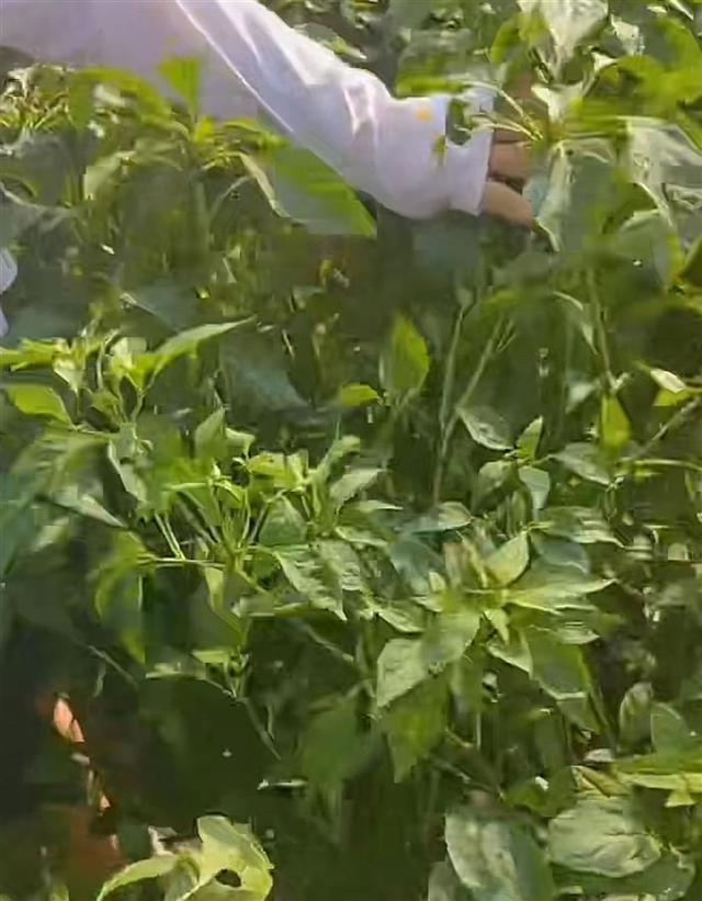 河南许昌一农户称多亩辣椒不结果，怀疑种子有问题，多部门介入调查