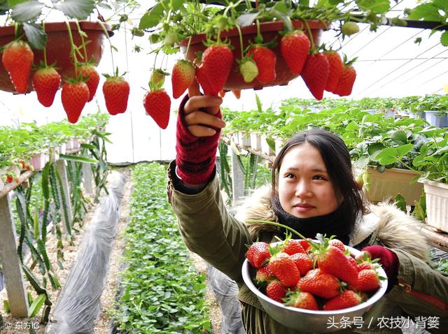 手把手教你种草莓，学会这些你就是草莓种植高手！