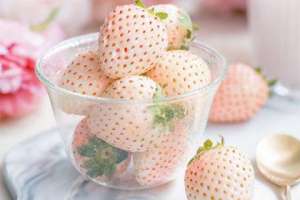 白草莓种植方法(日本白草莓的种植技术及市场前景)