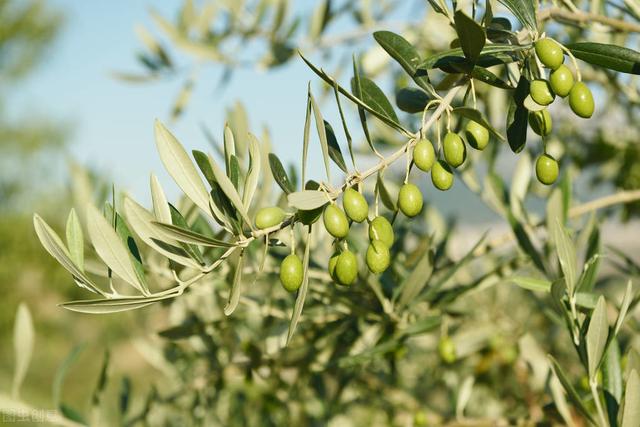 橄榄的矮化、密植、早结丰产栽培，掌握这些要点，就能取得高产