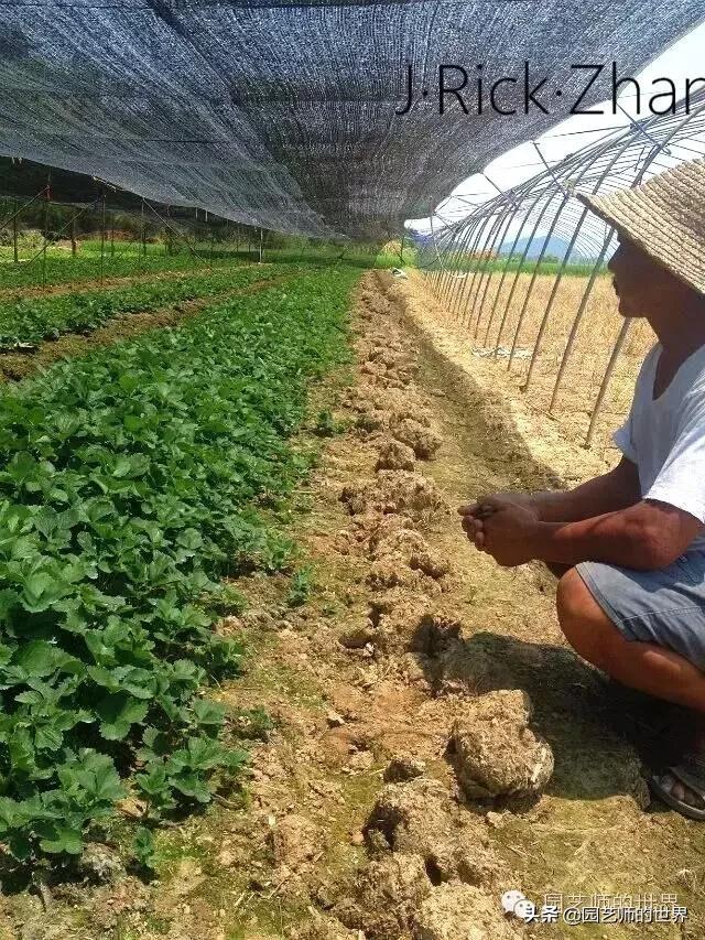 草莓种植技术指导