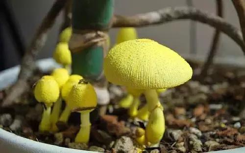 教你在家种蘑菇呀？既满足了食用、又丰富了生活