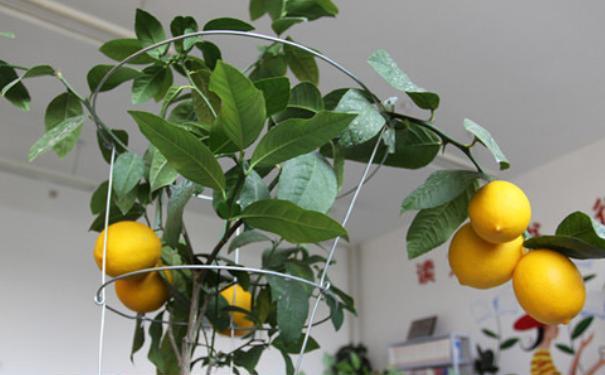 养盆栽柠檬，记住2个“注意事项”，再也不落叶，枝头挂满果