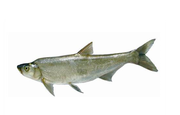 白条鱼繁殖能力很强，如何科学养殖，这些你都做到了吗？