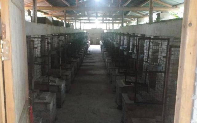 江西养殖户放归五百只果子狸，专家：需进行长期生态监测
