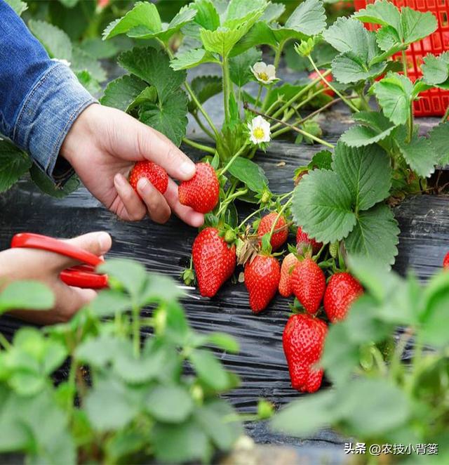 冬季温室大棚草莓怎样种植管理才能更优质高产？重点抓好8个方面