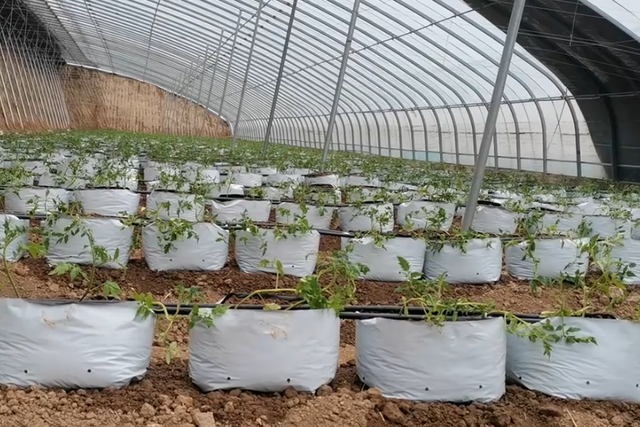 新手无土栽培番茄，做好4个定植管理，长势好，成活率高