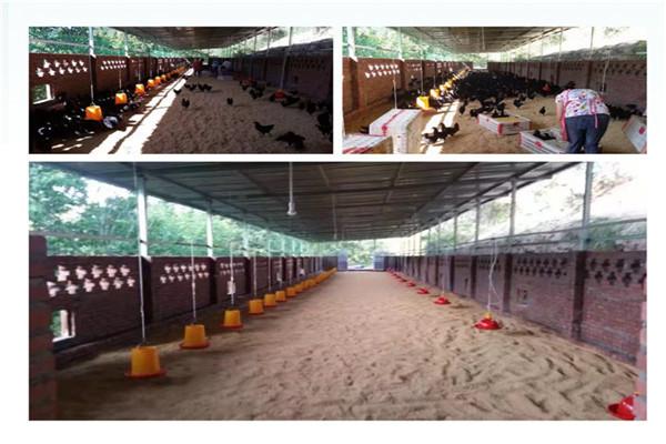 四川省三土农业开发有限公司——原生态的黑凤乌鸡养殖