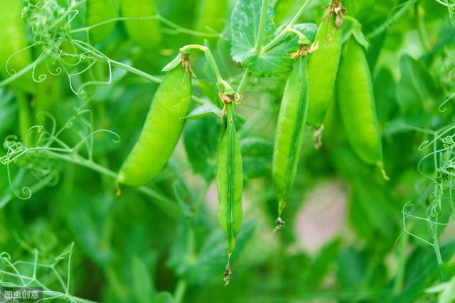 秋天种植豌豆尖正合适，学会这5个栽培技巧，一个月就能收获