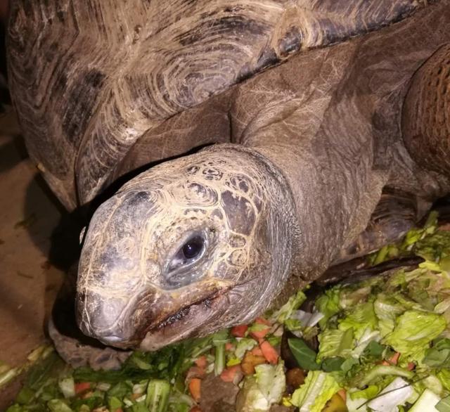 世界上最长寿的陆龟——亚达伯拉象龟（圈养）胃肠炎治疗