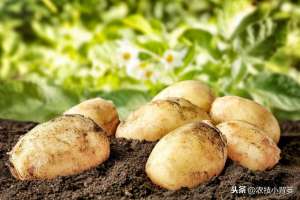 高产土豆的种植技术(土豆种植增产增收并不难，十四个栽种管理技巧要记牢)