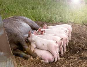 太湖母猪养殖场(养殖太湖母猪的优点和缺点分别是什么？)
