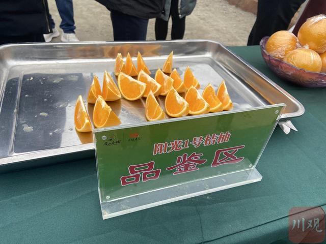 全国最大的晚熟柑橘产区 四川怎样擦亮这块金字招牌？