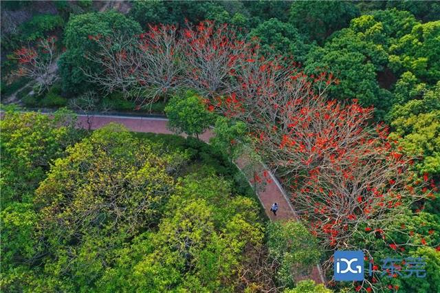 大岭山森林公园建设彩色林：16多万棵彩色树种花开四季