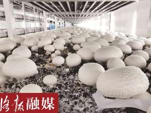 洛阳蘑菇种植基地(洛阳这里将成豫西最大双孢蘑菇种植基地预计年产鲜蘑菇6300吨)