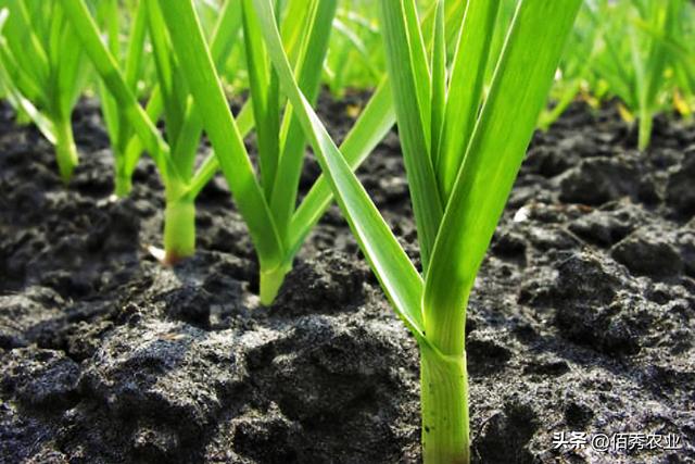大蒜何时播种，又该如何治虫除草？掌握3点技术，获得高产并不难