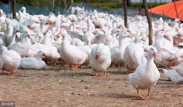 鸭子养殖：鸭子的养殖周期