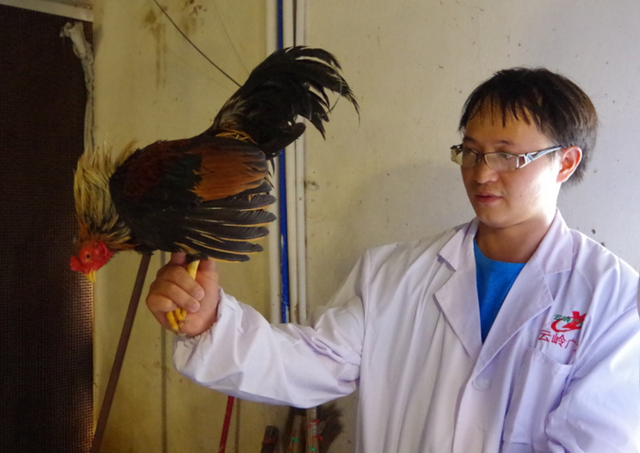 云南省首个资源化利用的品种——茶花鸡的推广和交流会顺利召开