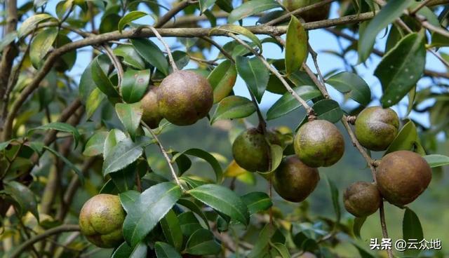 2025年油茶种植面积达9000万亩以上，油茶树是“致富树”吗？