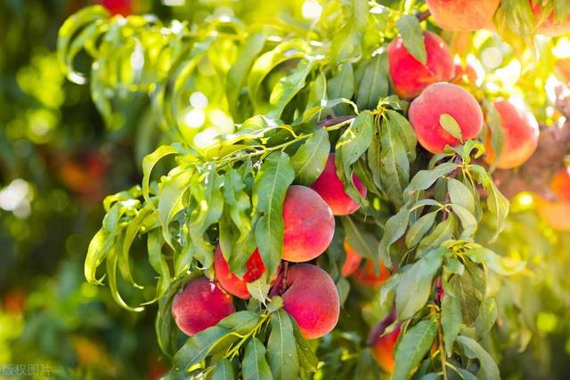 十大最适合庭院种植的果树，果实丰富且易养护