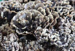 野生松树菌种植技术