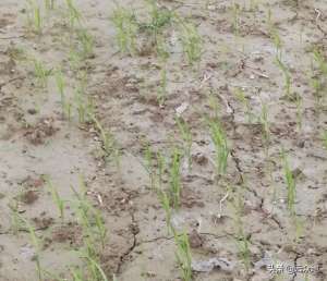 旱水稻的种植方法(种