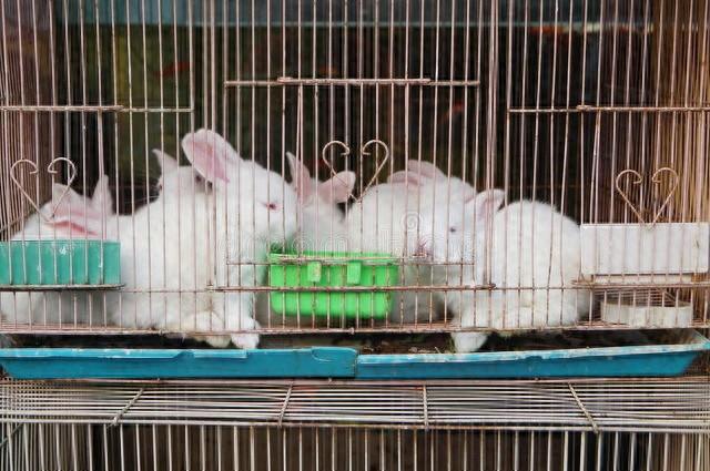 兔子养殖：入门指南与技巧