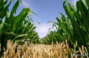 小麦套玉米种植技术(玉米小麦套作绿色生产高效栽培技术，掌握技术套作其实并不难哦)