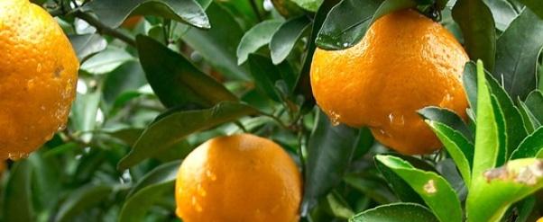 柑橘种植技术与管理