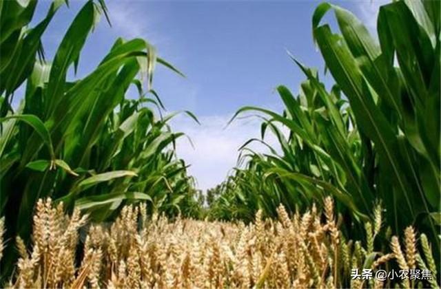 玉米小麦套作绿色生产高效栽培技术，掌握技术套作其实并不难哦！