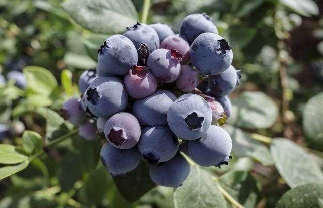 宝山上柴蓝莓基地，蓝宝石般的蓝莓果饱满芬芳，轻轻一咬味蕾盛放