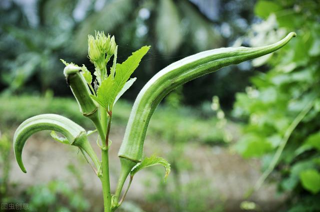 黄秋葵栽培技术，种植技术分享，希望能够帮助你