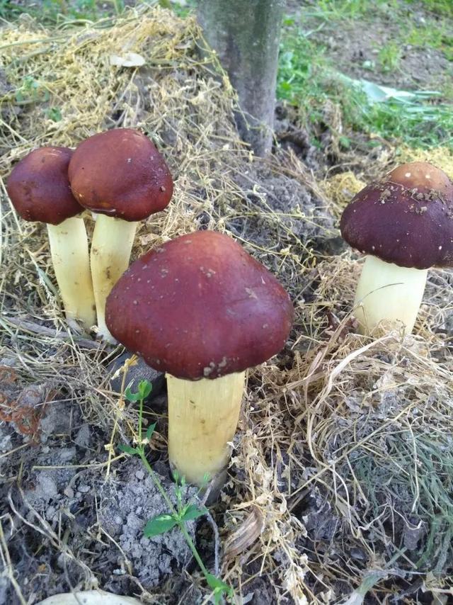 高山竹林里的“小红伞”，这样的蘑菇见过吗？