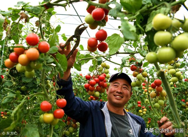 小番茄（圣女果）如何种植管理，才能增加产量、提高品质？