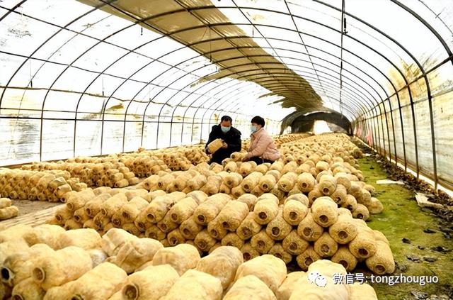 羡慕！通州这村年产100万斤蘑菇，解决100多位村民就业！