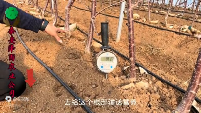 格雷斯星大樱桃树大棚栽植全攻略：湿度与温度的精准调控技术