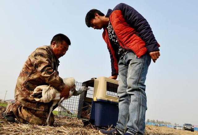 两只国保珍禽迁徙途中意外受伤，唐山野保志愿者湿地紧急救助
