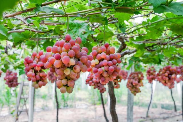 十大最适合庭院种植的果树，果实丰富且易养护