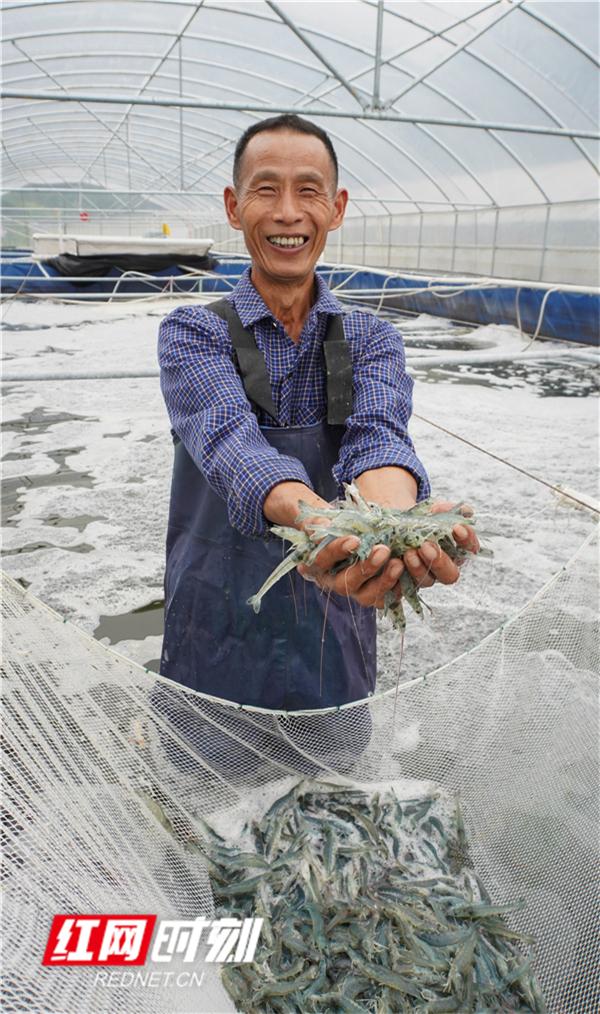 浏阳山里养出南美白对虾 一年四季都产虾